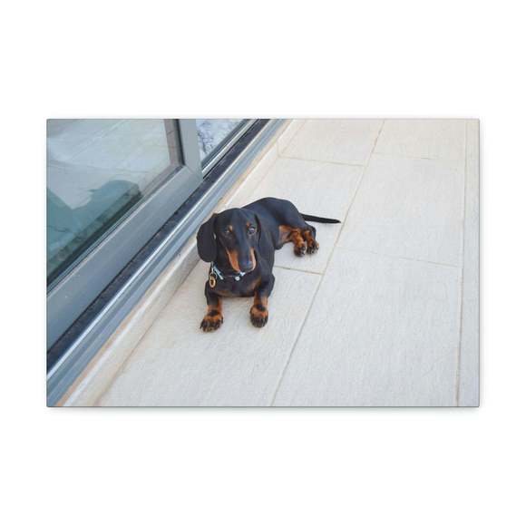 Majestic Pedigree Dacshund Laying Down Print Animal Wall Art Wildlife Canvas Pri